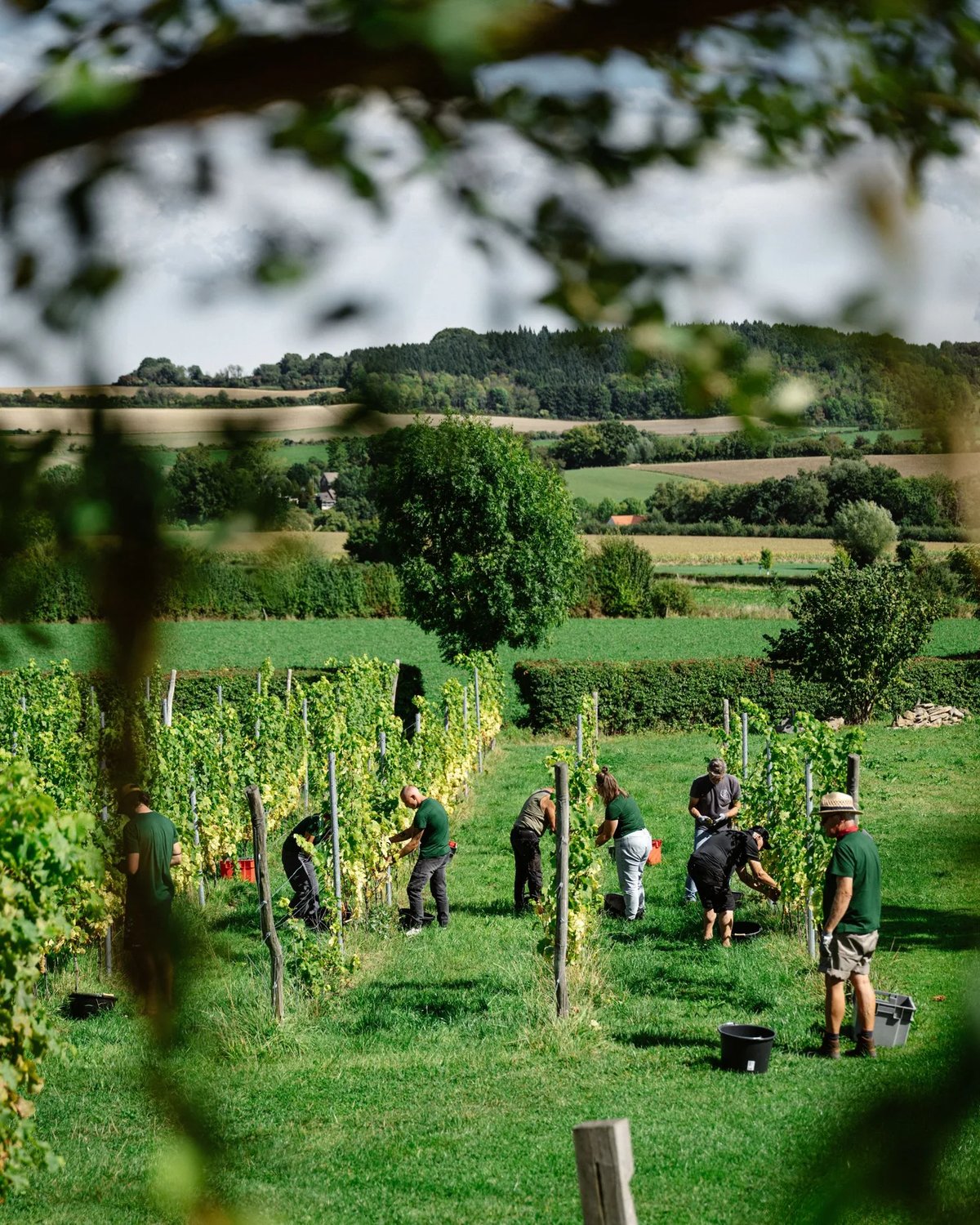 Pickers harvesting grapes in a Domein Holset vineyard in the hills of southern Limburg