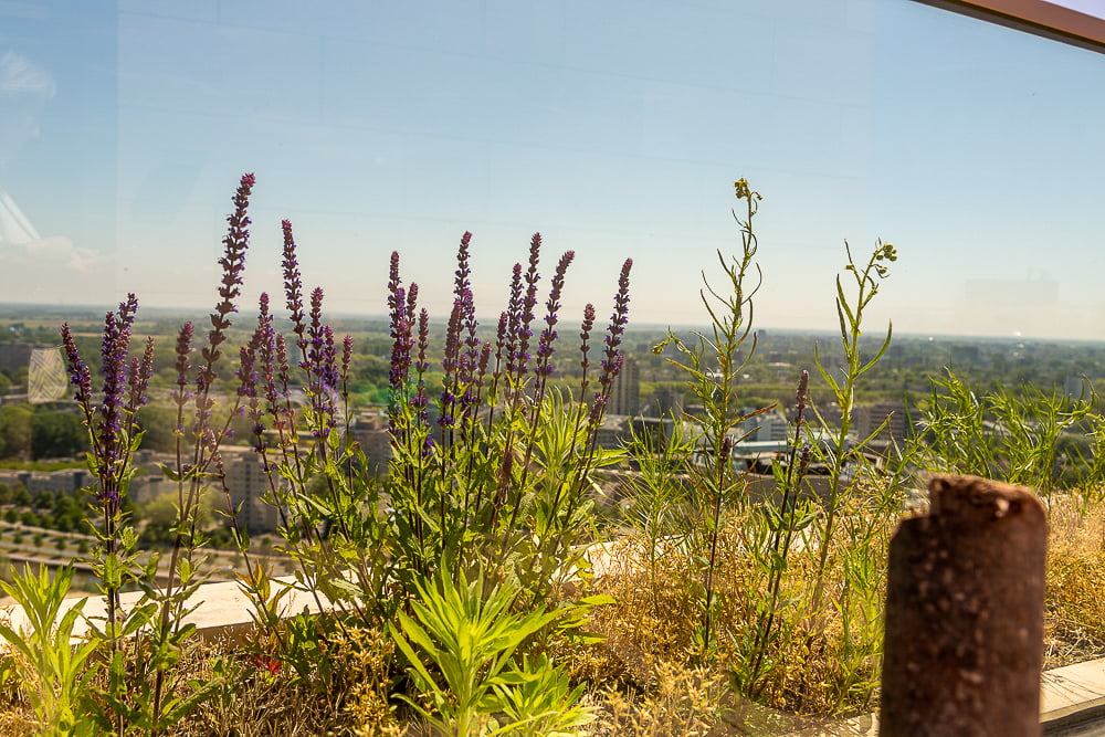 Purple lavender blooming on a rooftop terrace with a wide city skyline behind glass