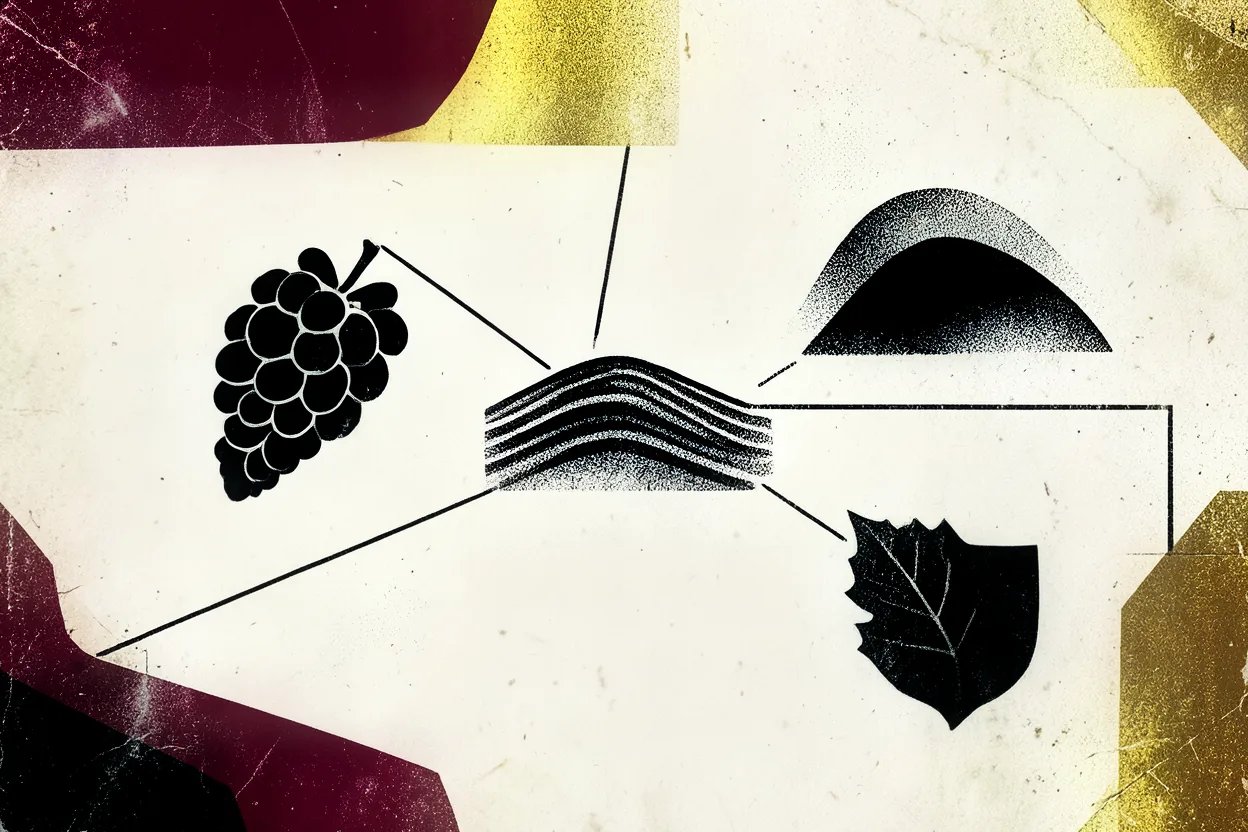 How to Read a Wine Label: Everything That Matters