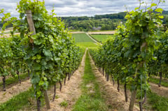 Discover the Unique Characteristics of Dutch and Belgian Wines: Trends and a Behind-the-scenes Look